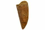 Serrated, Raptor Tooth - Real Dinosaur Tooth #255894-1